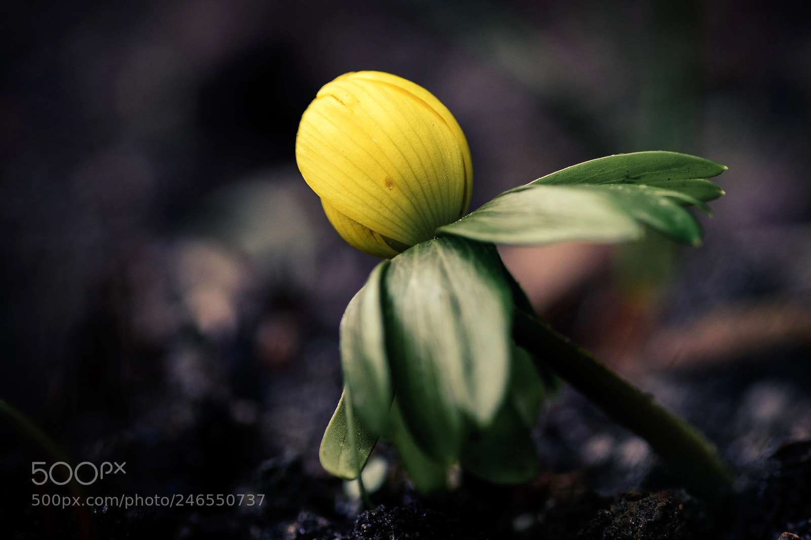 Nikon D500 sample photo. First sign of spring photography