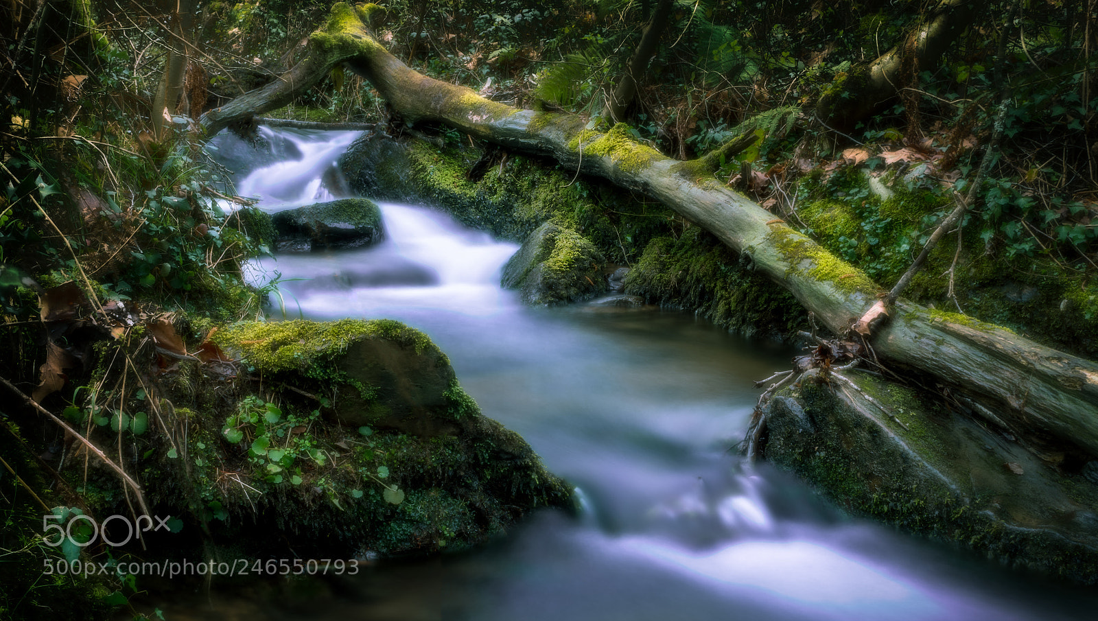 Sony Cyber-shot DSC-RX100 III sample photo. River in french forest photography