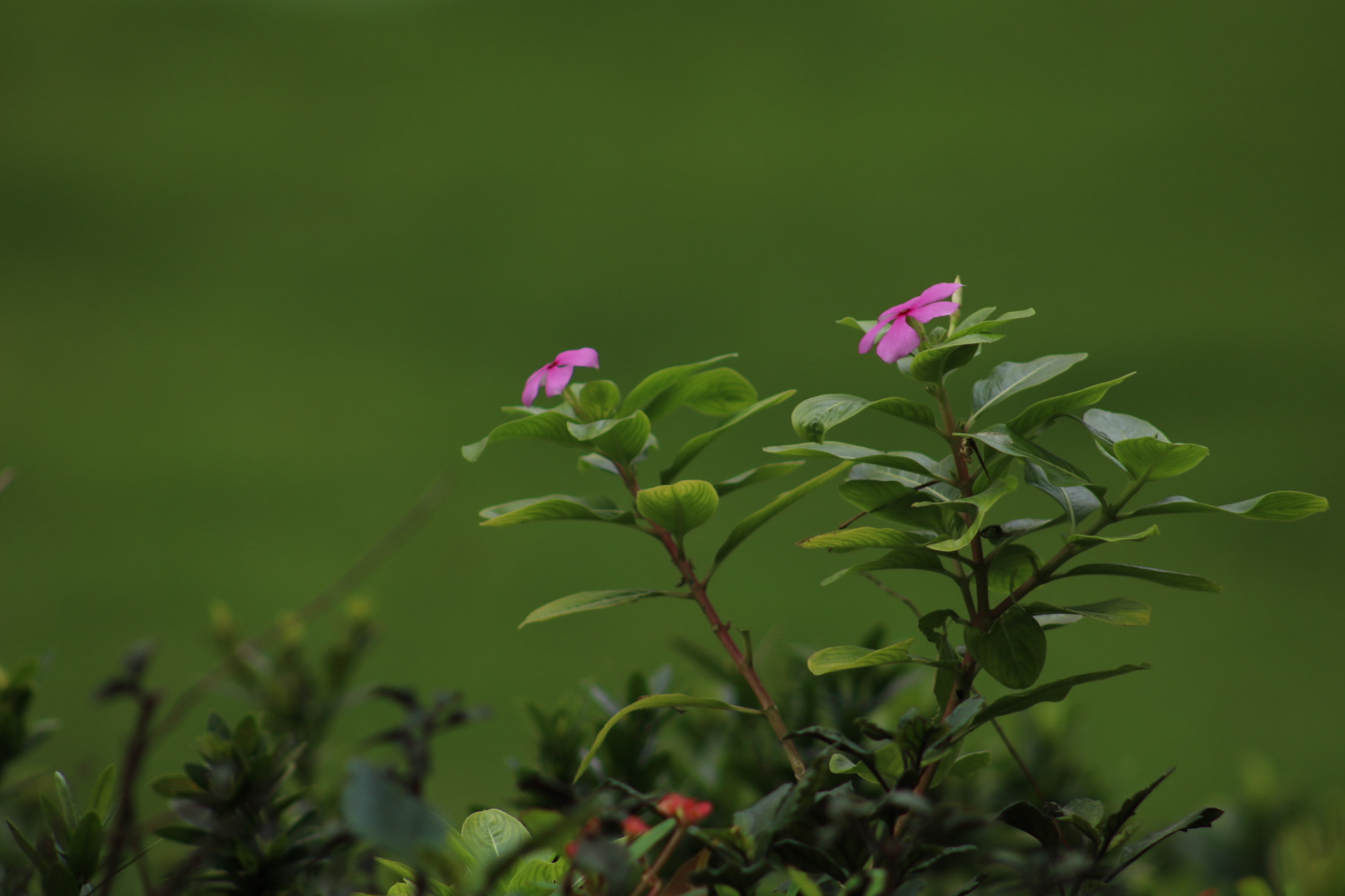 EF75-300mm f/4-5.6 sample photo. Flores... photography