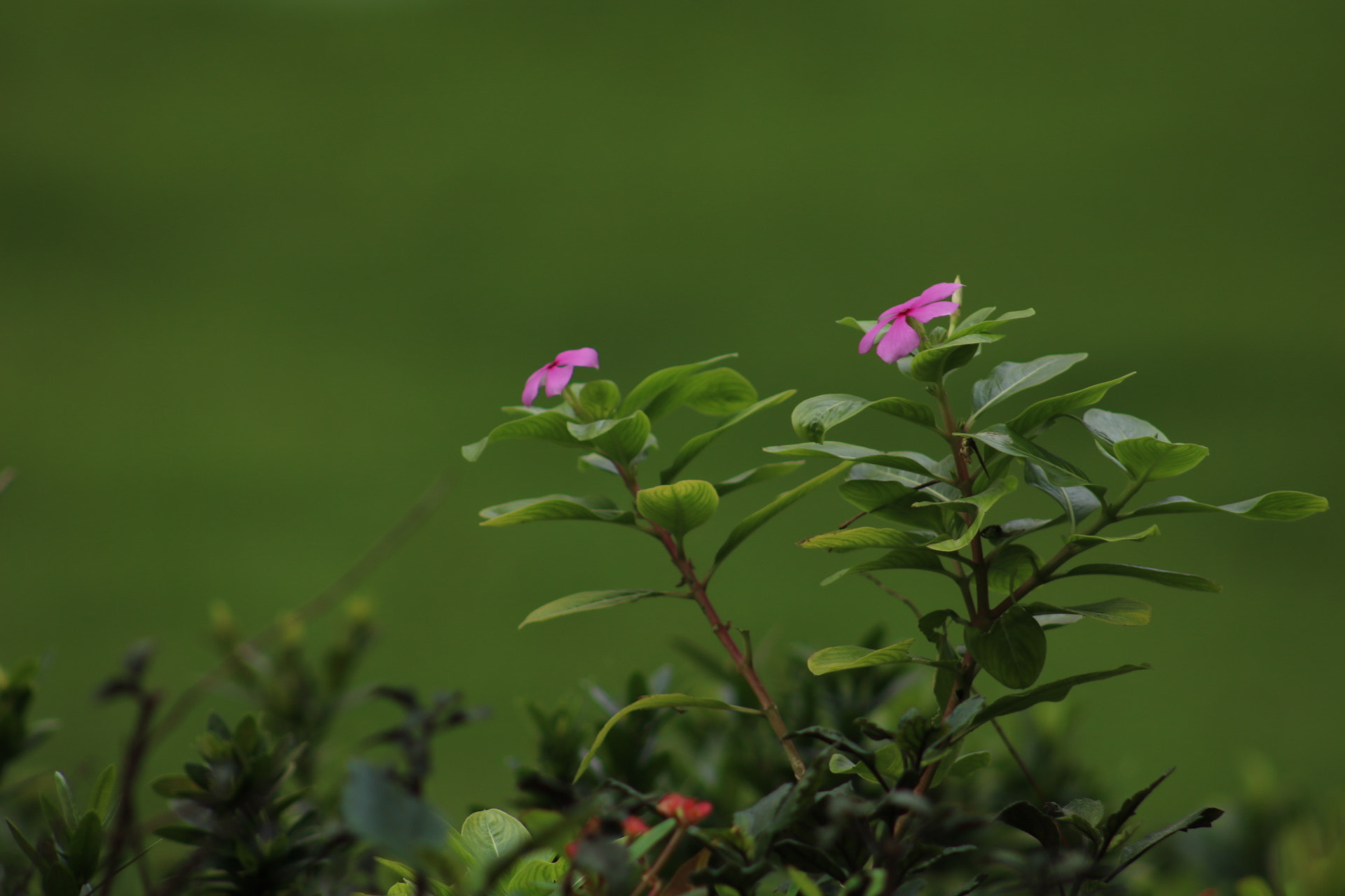 Canon EOS 750D (EOS Rebel T6i / EOS Kiss X8i) + EF75-300mm f/4-5.6 sample photo. Flores... photography