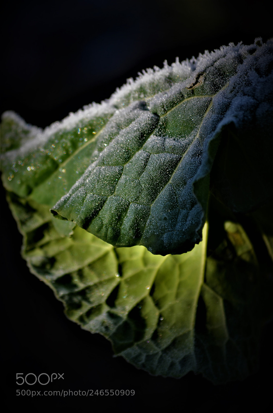 Nikon D5100 sample photo. Ice - green photography