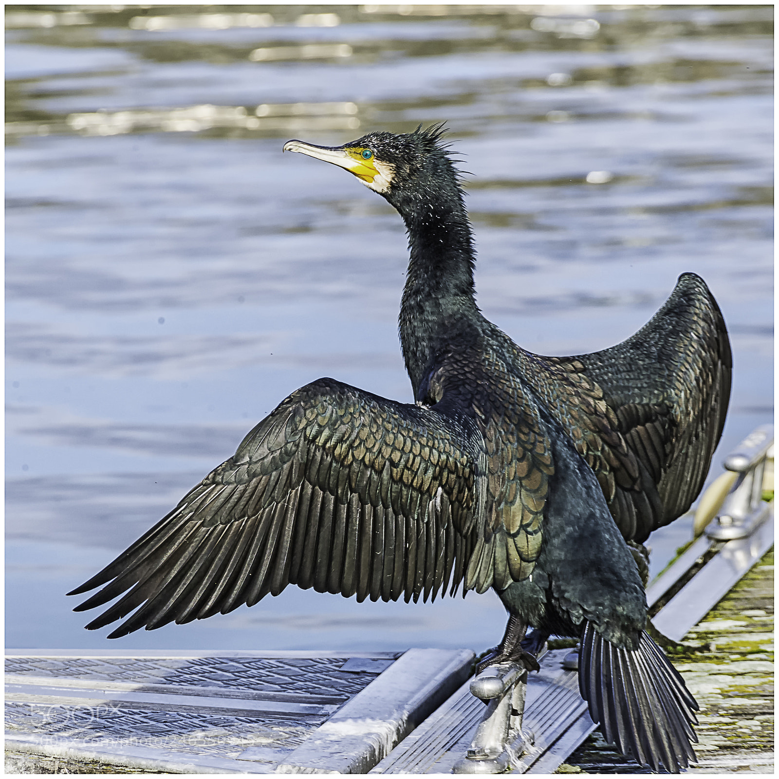 Nikon D610 sample photo. Grand cormoran photography