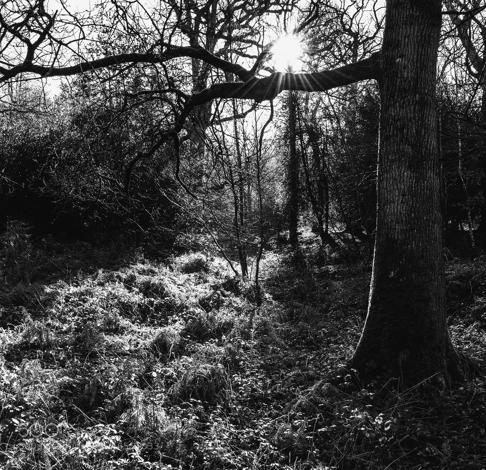 Nikon D810 sample photo. Woodland glade photography