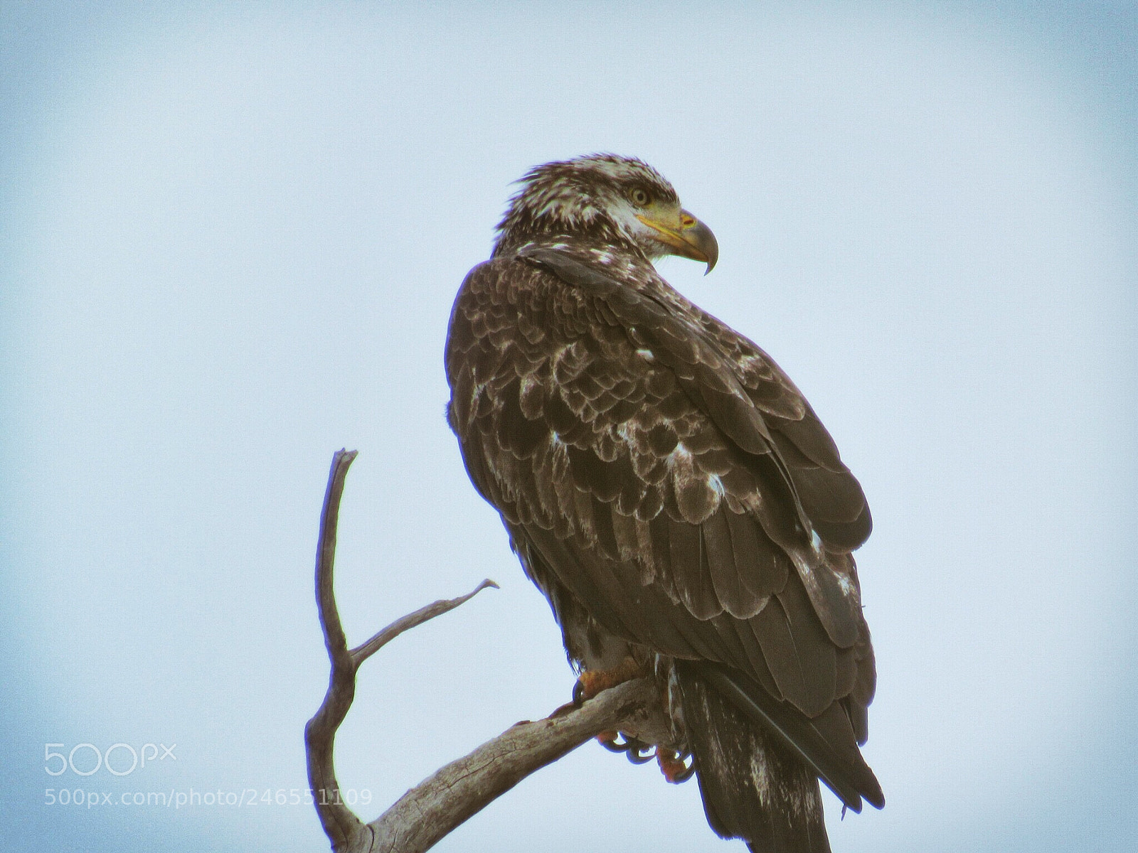 Canon PowerShot SX530 HS sample photo. My first eagle juvenile photography