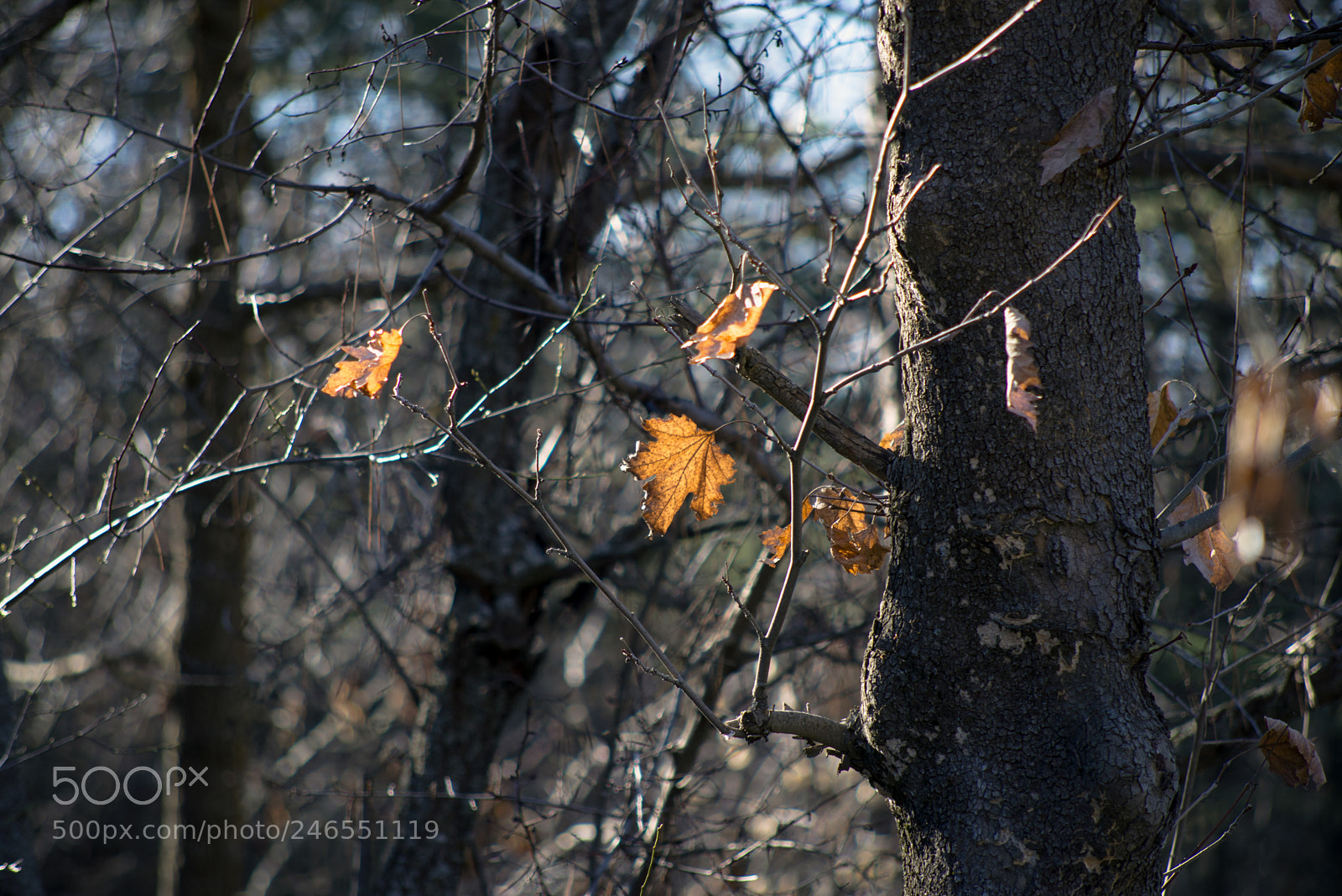 Nikon D610 sample photo. Tree photography