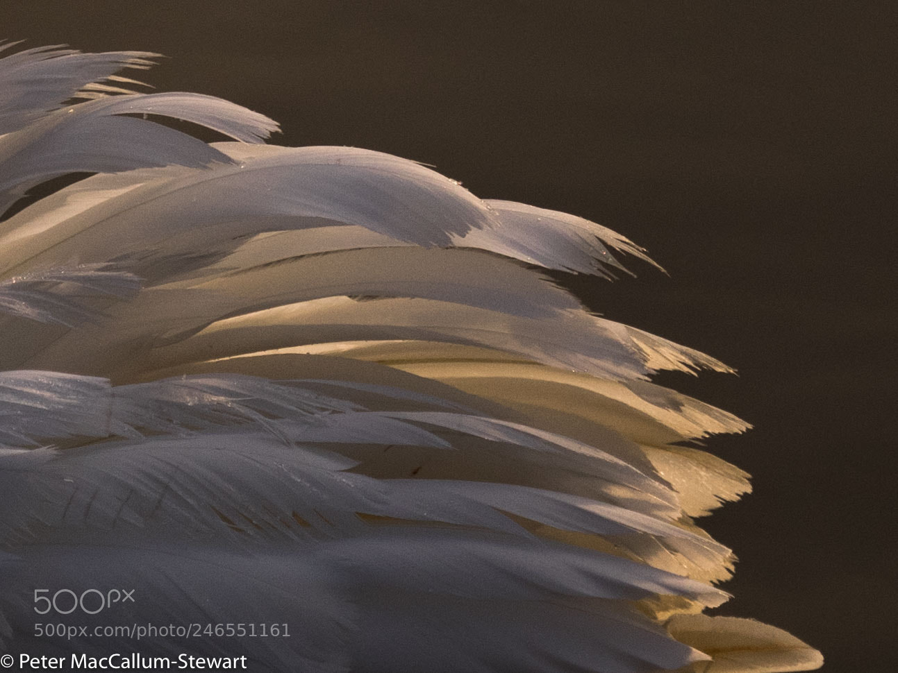 Olympus OM-D E-M1 sample photo. Barcombe swan photography