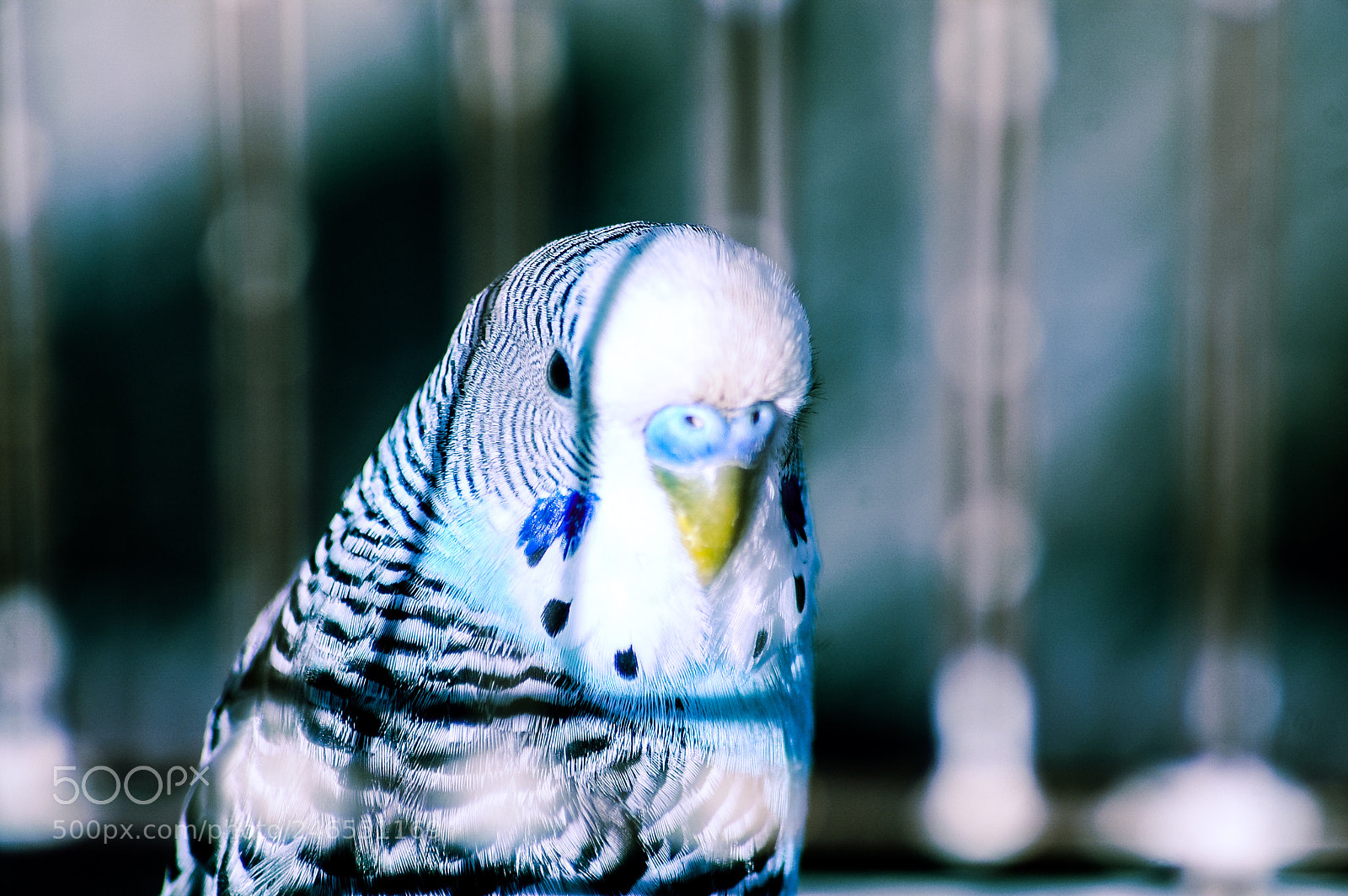 Nikon D50 sample photo. Love bird photography