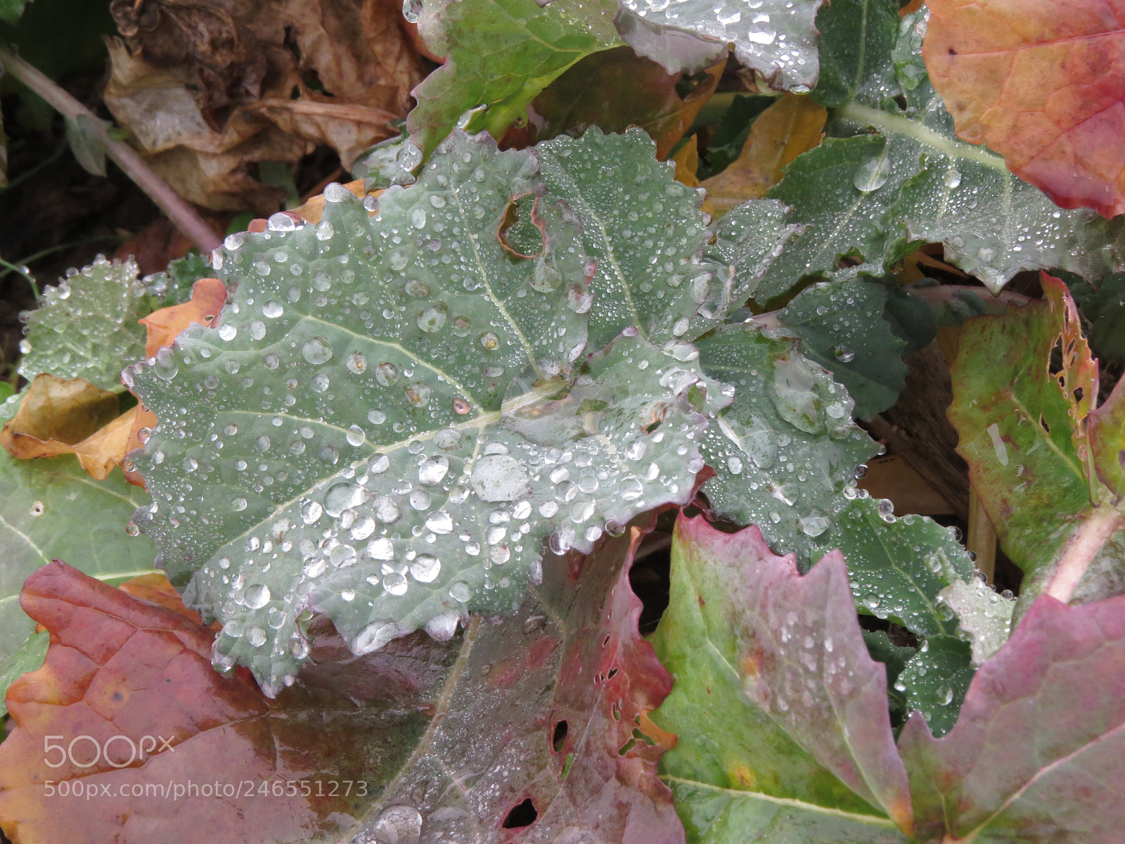 Canon PowerShot SX50 HS sample photo. Img photography