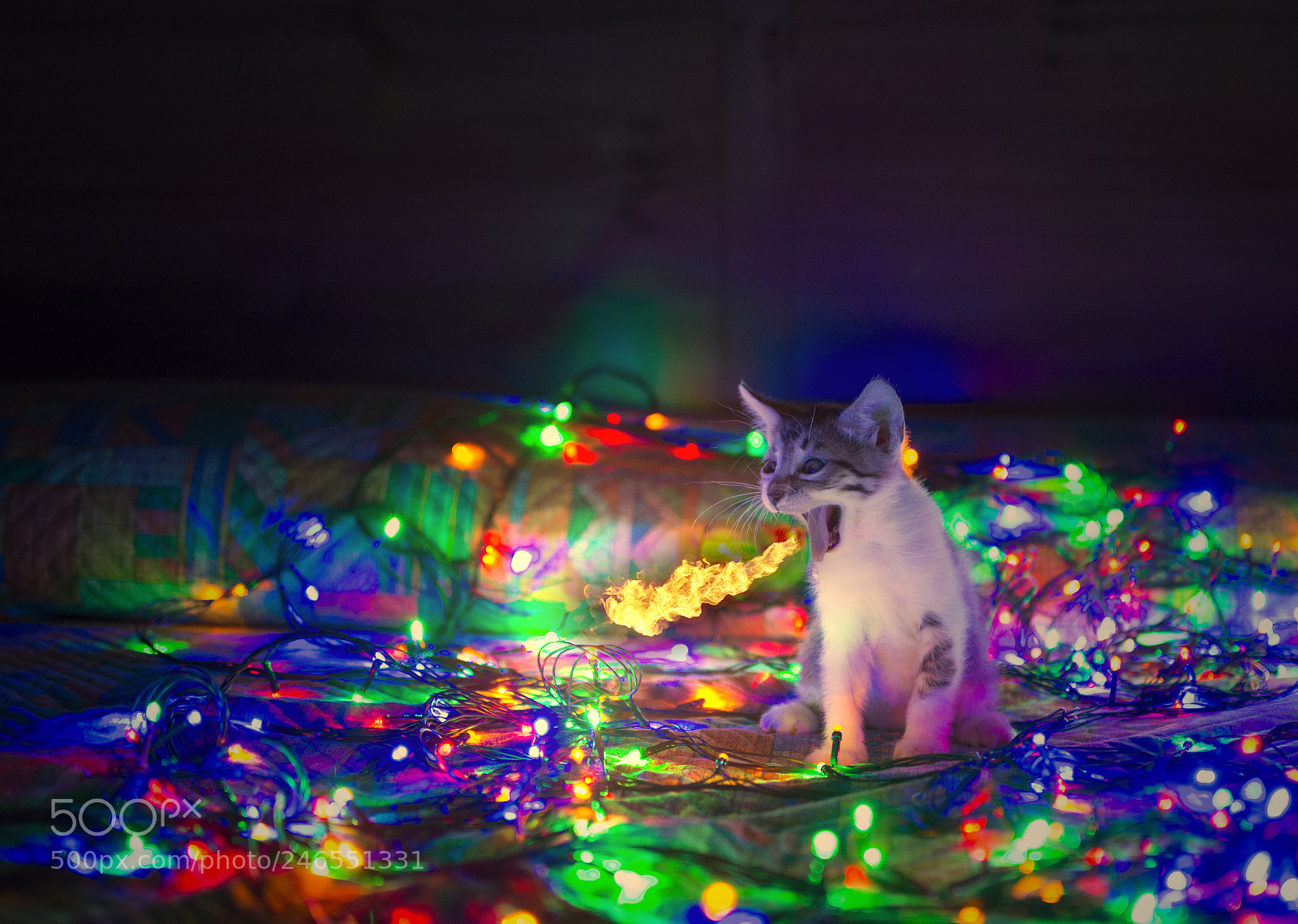 Nikon D7200 sample photo. Dracarys photography