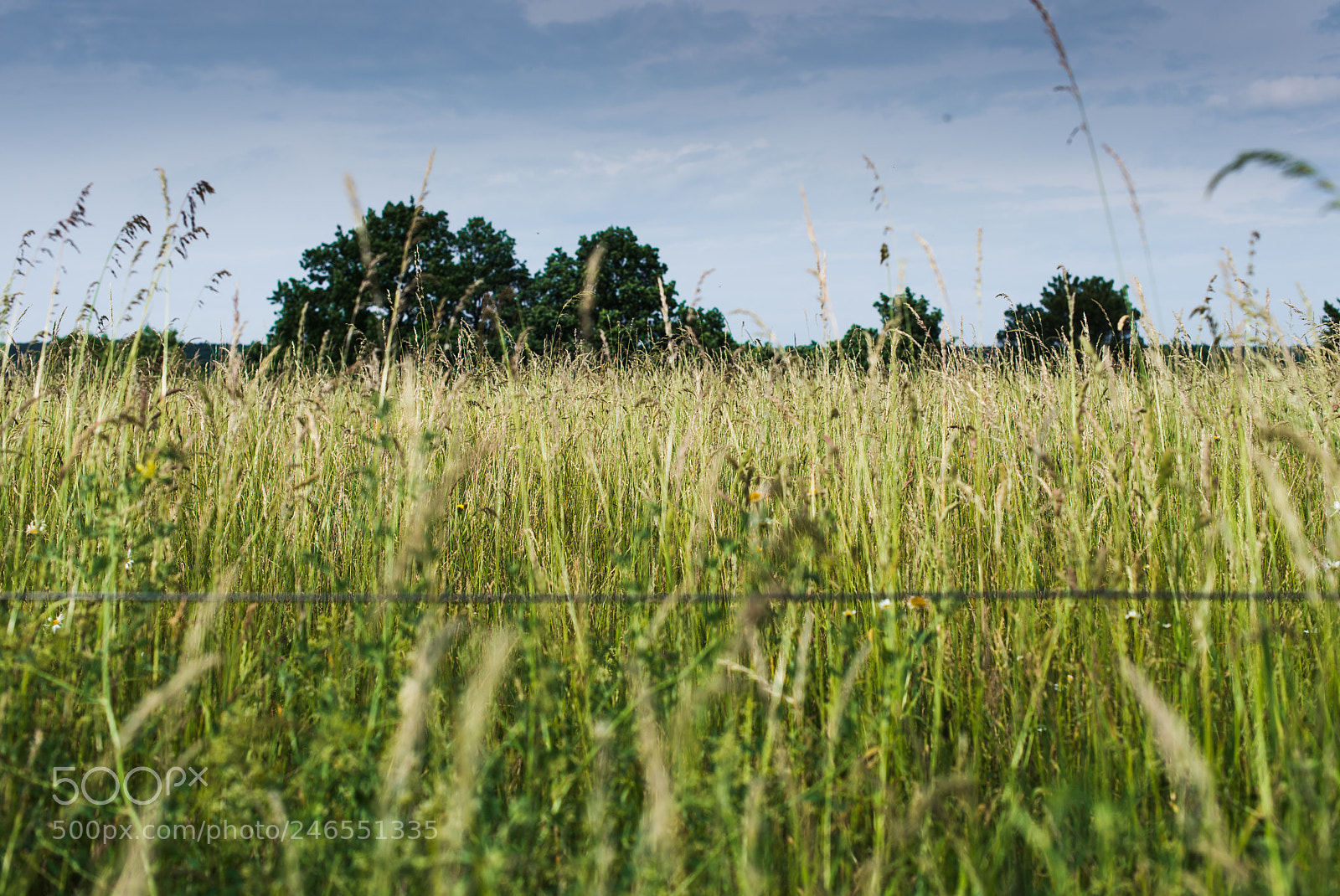 Nikon D610 sample photo. Grassland photography