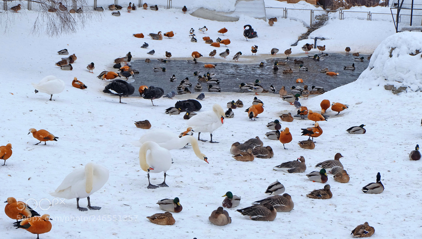 Fujifilm X-M1 sample photo. Wild birds in winter photography