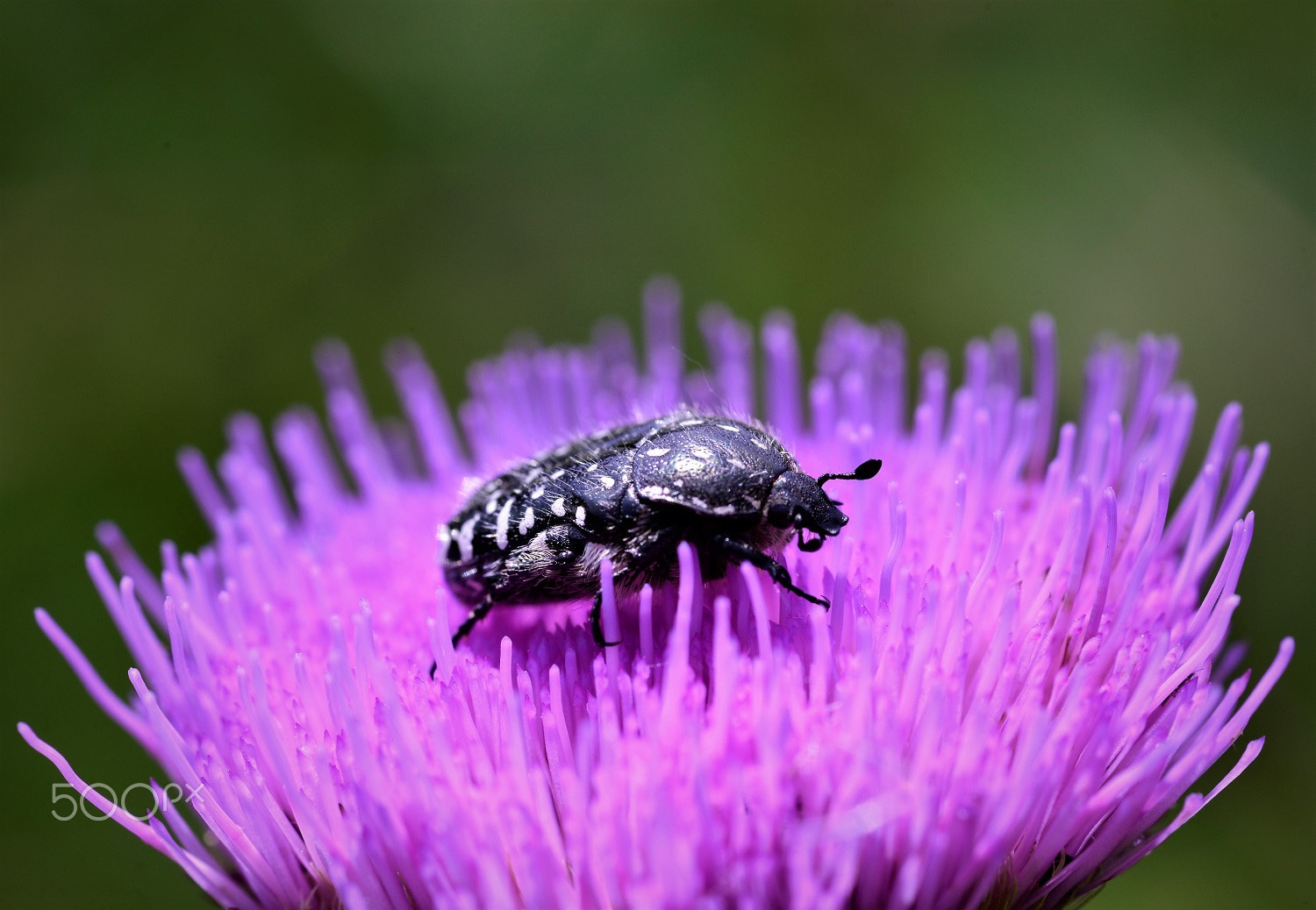 Nikon D800 + Sigma 105mm F2.8 EX DG Macro sample photo. Hrošč ? photography