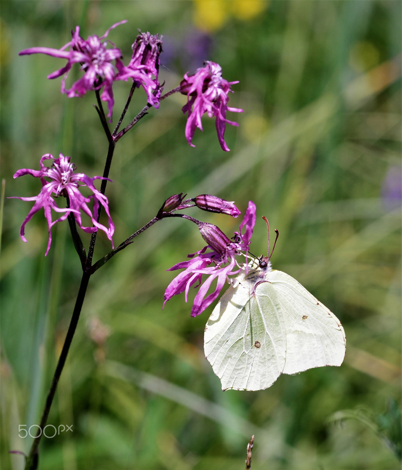 Sigma 105mm F2.8 EX DG Macro sample photo. Kapusnik photography