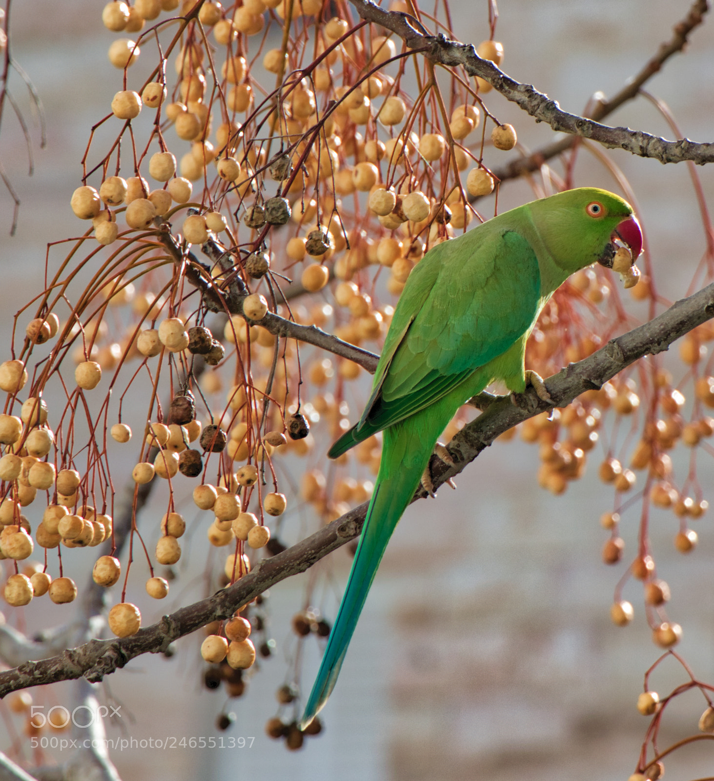 Canon EOS 800D (EOS Rebel T7i / EOS Kiss X9i) sample photo. Parrot photography