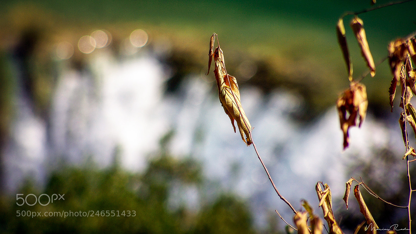 Pentax K10D sample photo. Leaves photography