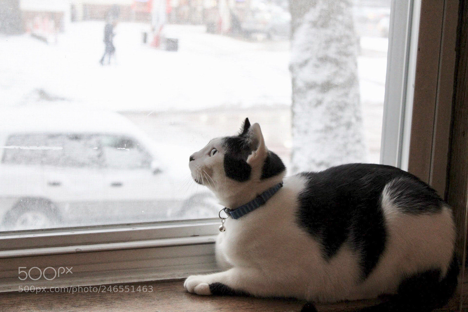 Canon EOS 1300D (EOS Rebel T6 / EOS Kiss X80) sample photo. Day dreaming kitty. photography