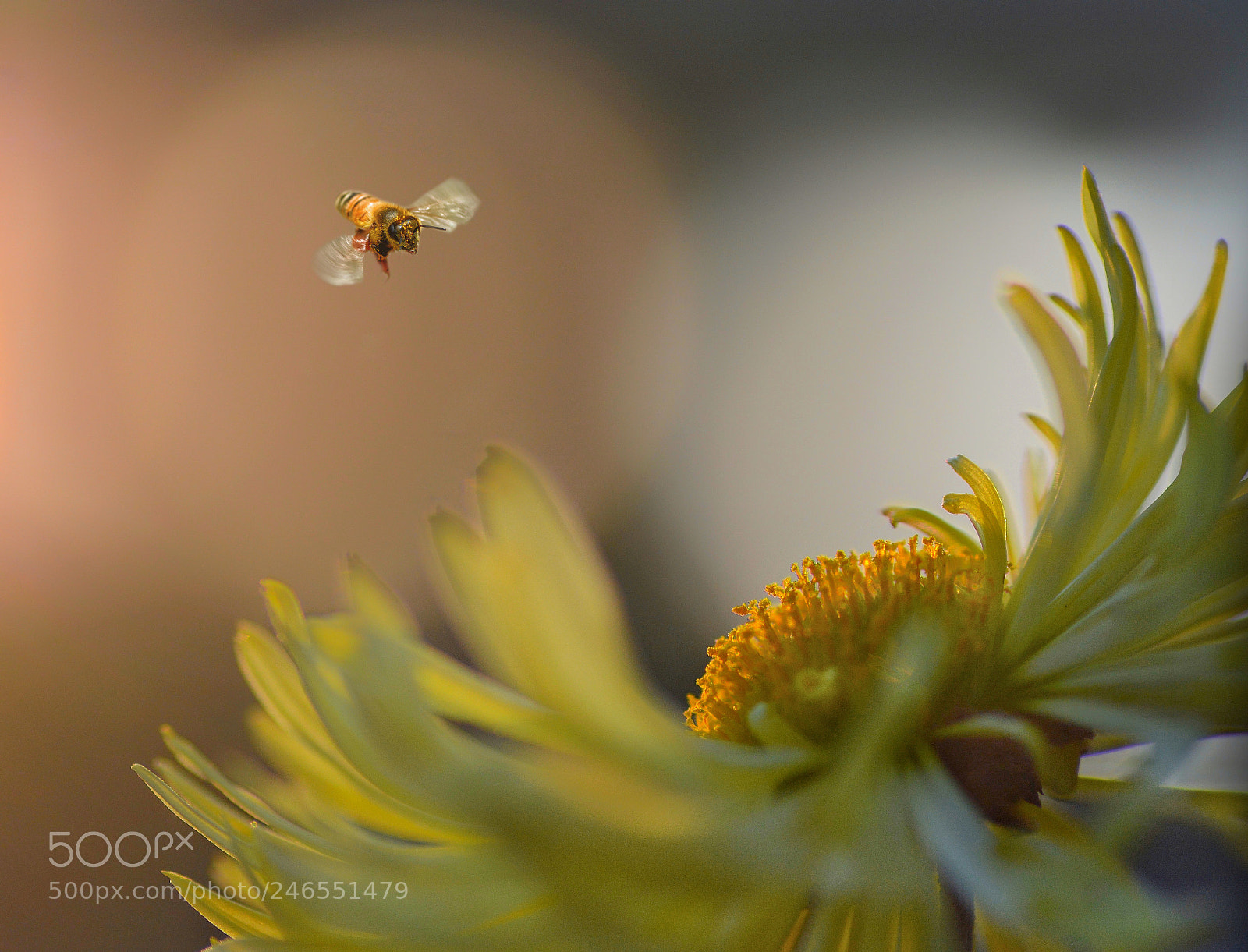 Nikon D7100 sample photo. Bee at sunset photography