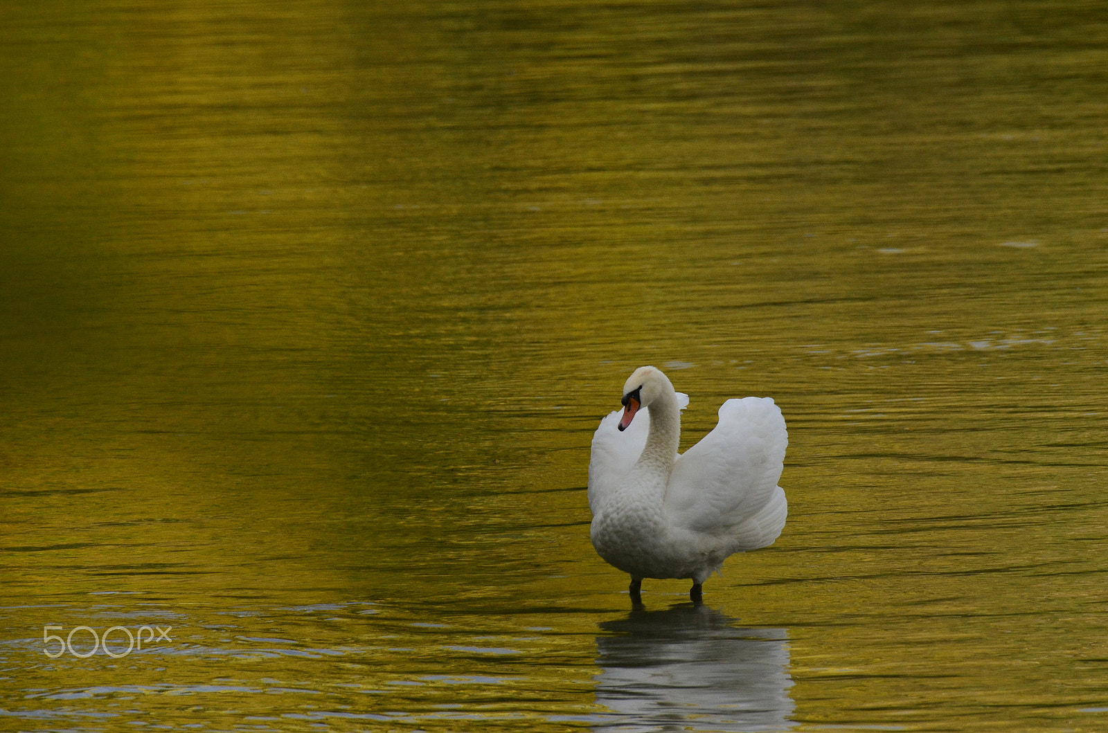 Nikon AF-S Nikkor 200-500mm F5.6E ED VR sample photo. Yellow river photography
