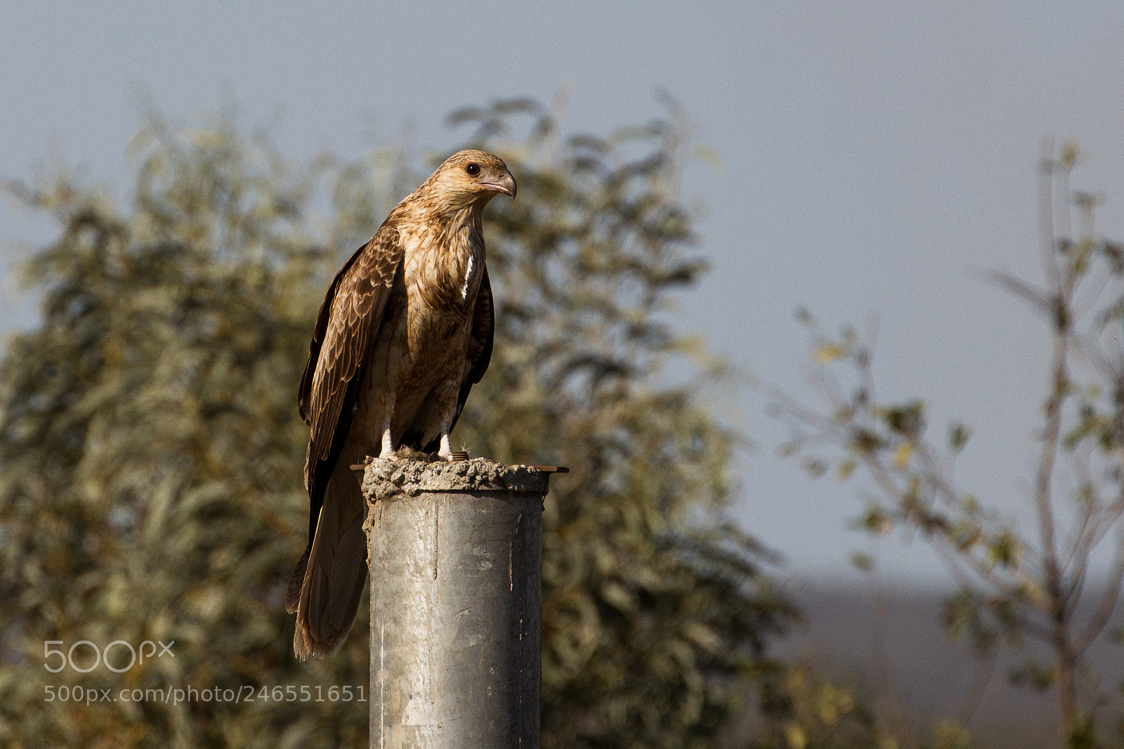 Canon EOS 7D sample photo. Whistling kite (haliastur sphenurus) photography