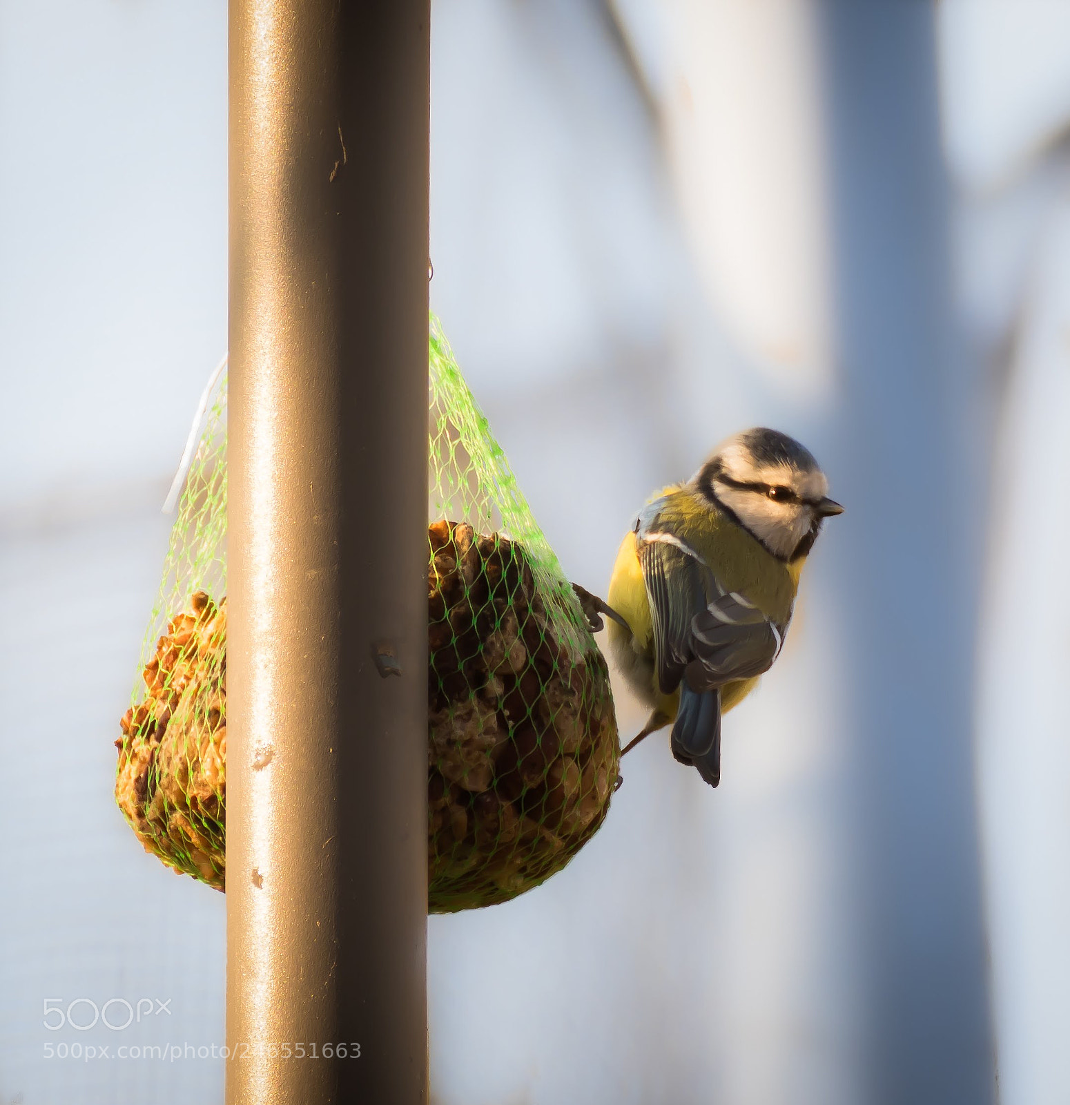 Nikon D500 sample photo. Tomtit photography