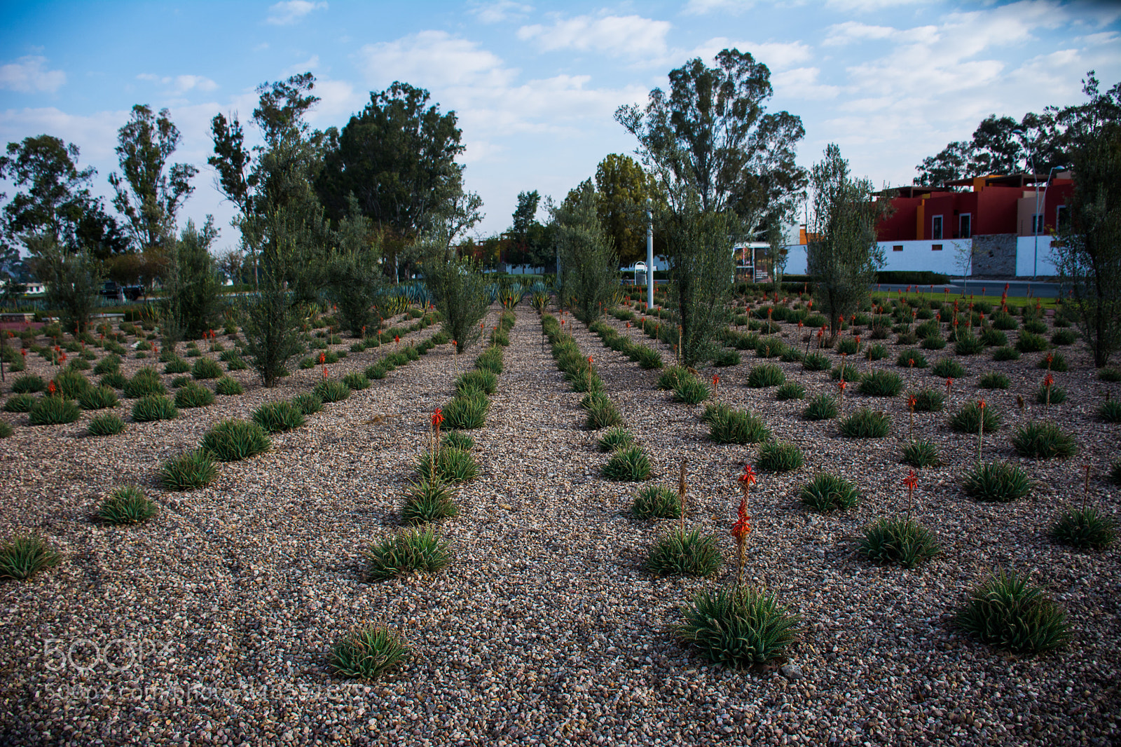 Nikon D7100 sample photo. Lines of plants in photography