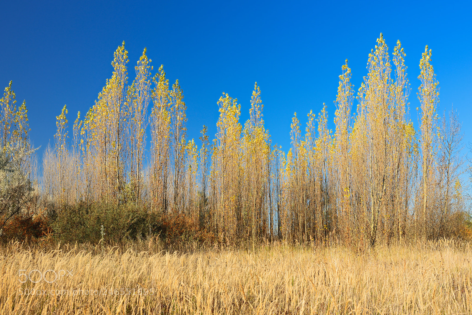 Nikon D800 sample photo. Colour contrast photography