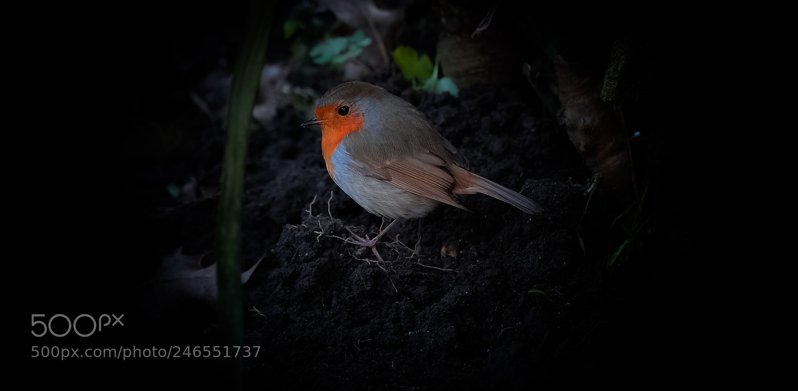 Fujifilm X-Pro1 sample photo. Rouge gorge photography