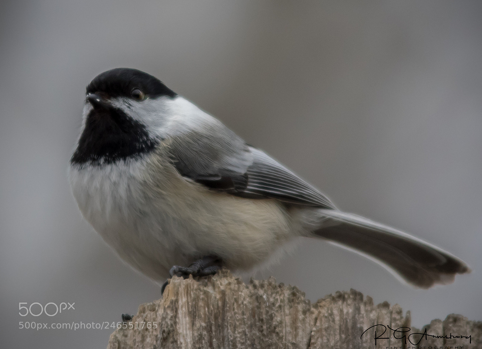 Pentax K-3 II sample photo. Black capped photography