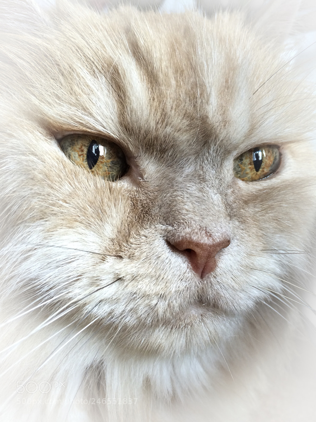 Apple iPhone 5s sample photo. Rocky...my cat photography