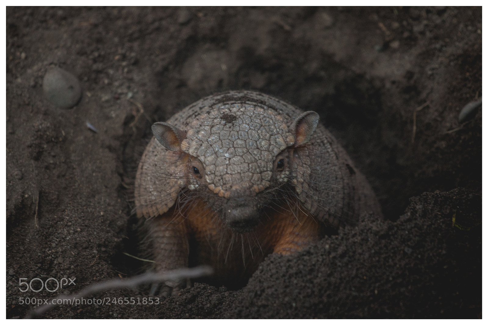 Canon EOS-1Ds Mark III sample photo. Quirquincho photography