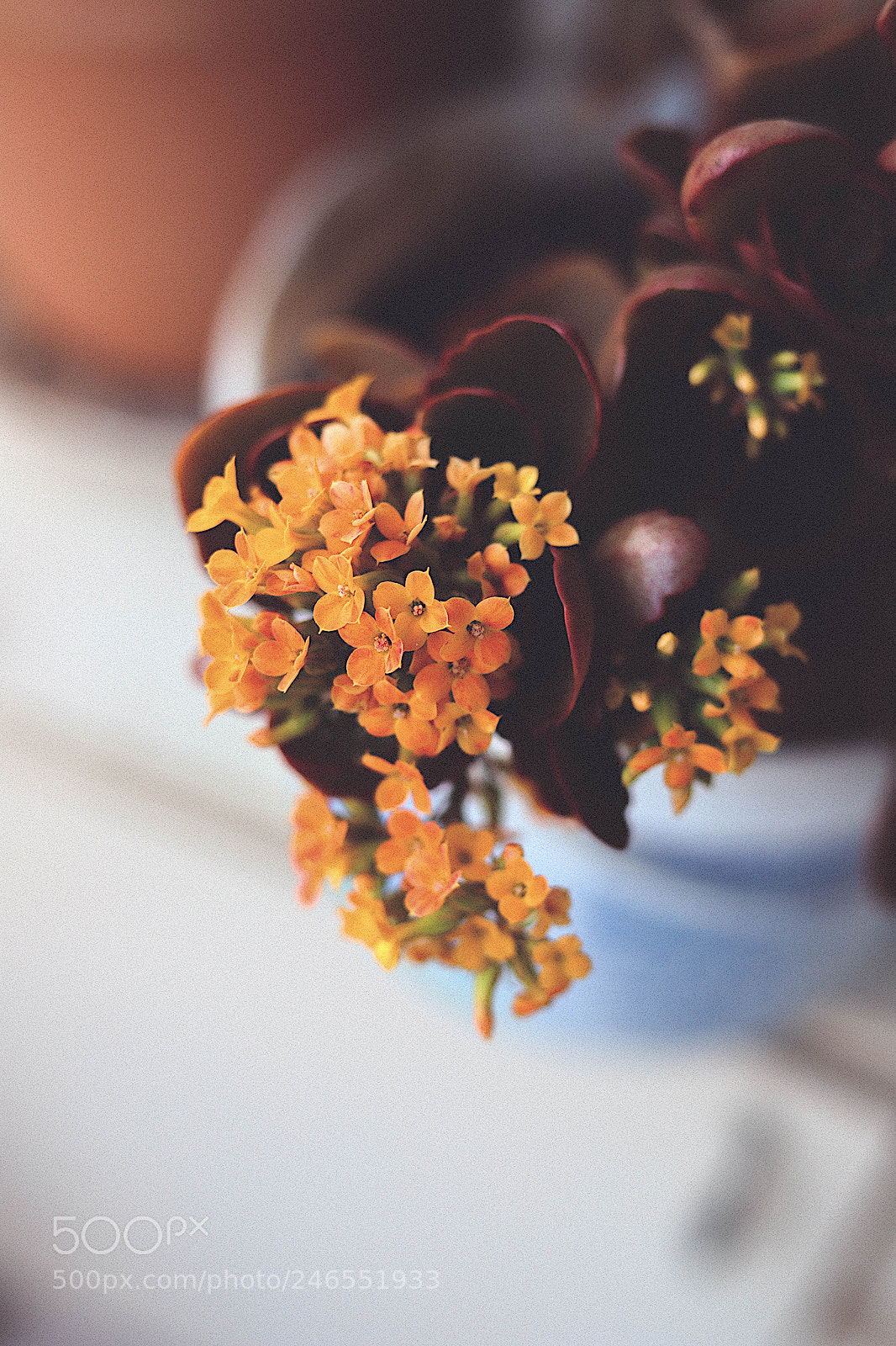 Canon EOS 6D Mark II sample photo. Orange fever photography