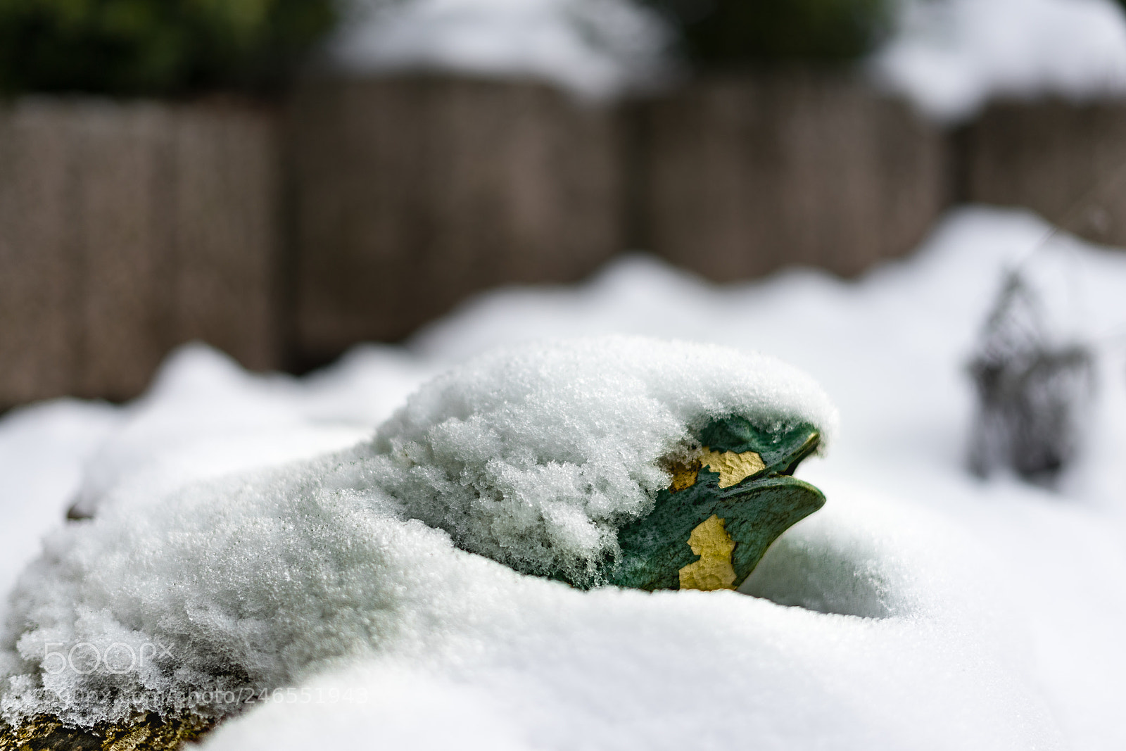 Sony a7 sample photo. Frozen frog photography