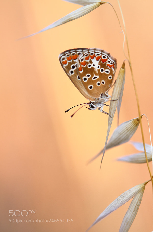 Canon EOS 7D sample photo. Petalouda photography