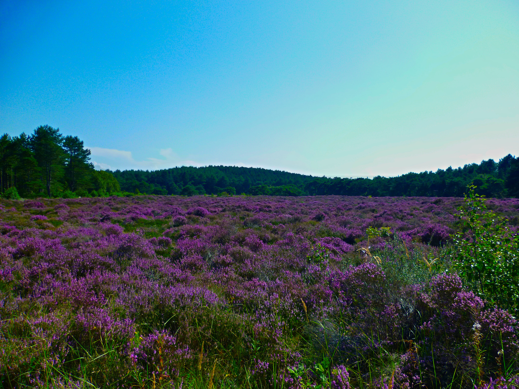 Panasonic DMC-FS10 sample photo. Field of heath photography