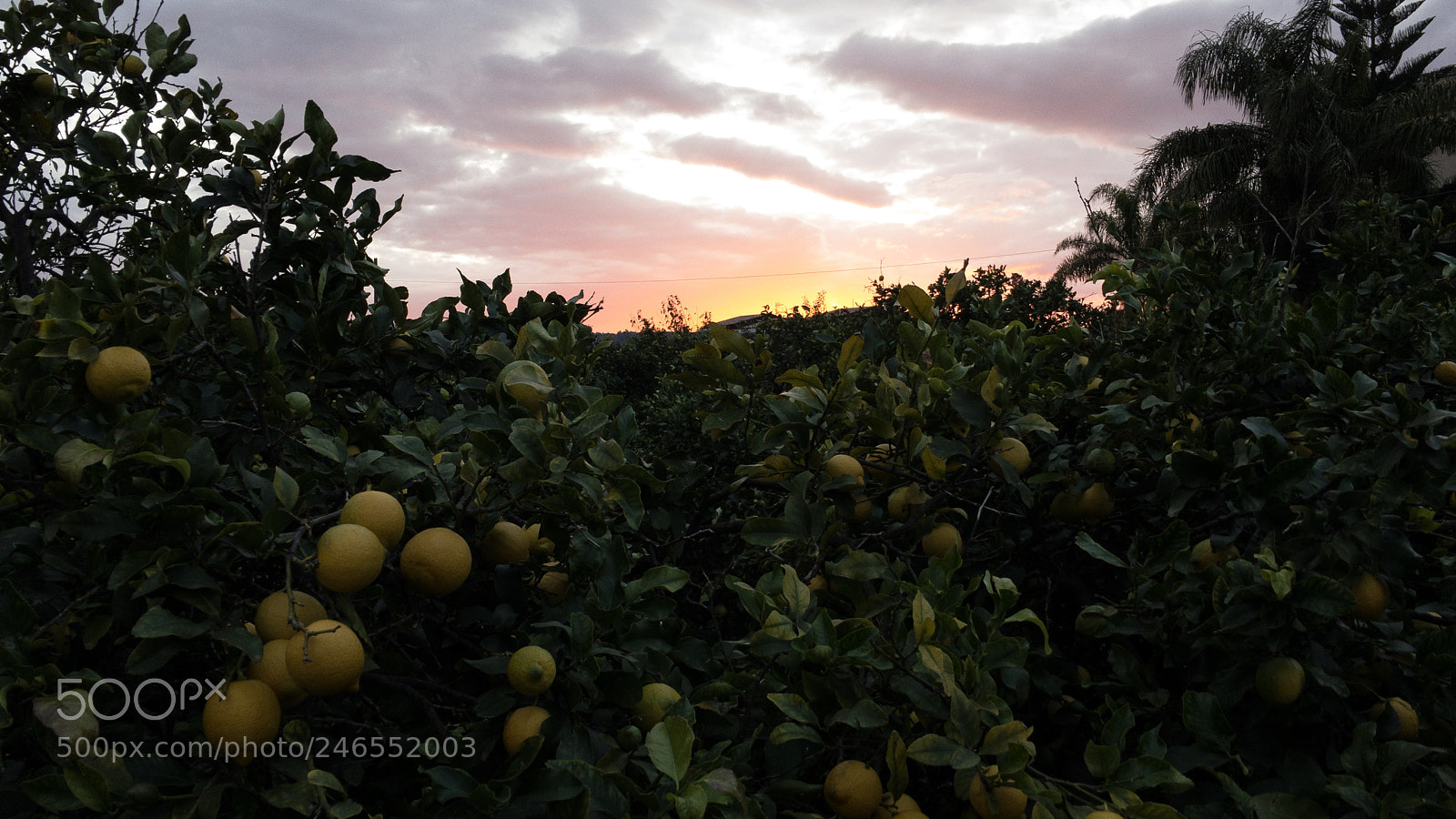Apple iPhone 6s sample photo. Oranges from sicily photography