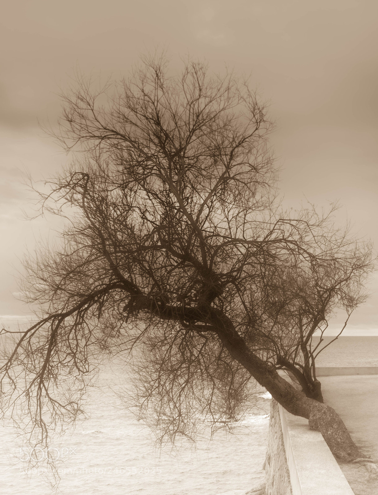 Canon EOS 750D (EOS Rebel T6i / EOS Kiss X8i) sample photo. Mystic tree photography