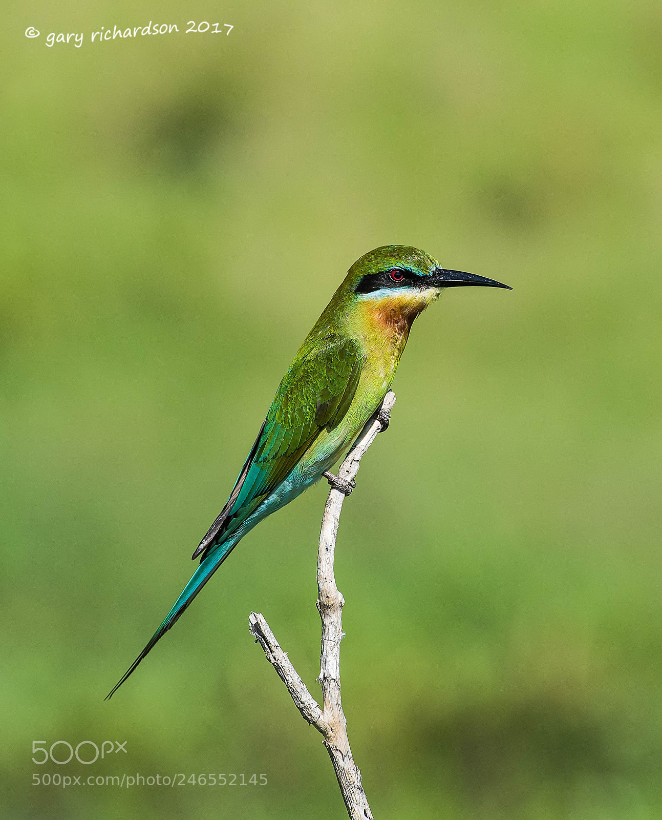 Nikon D810 sample photo. Blue tailed bee eater photography