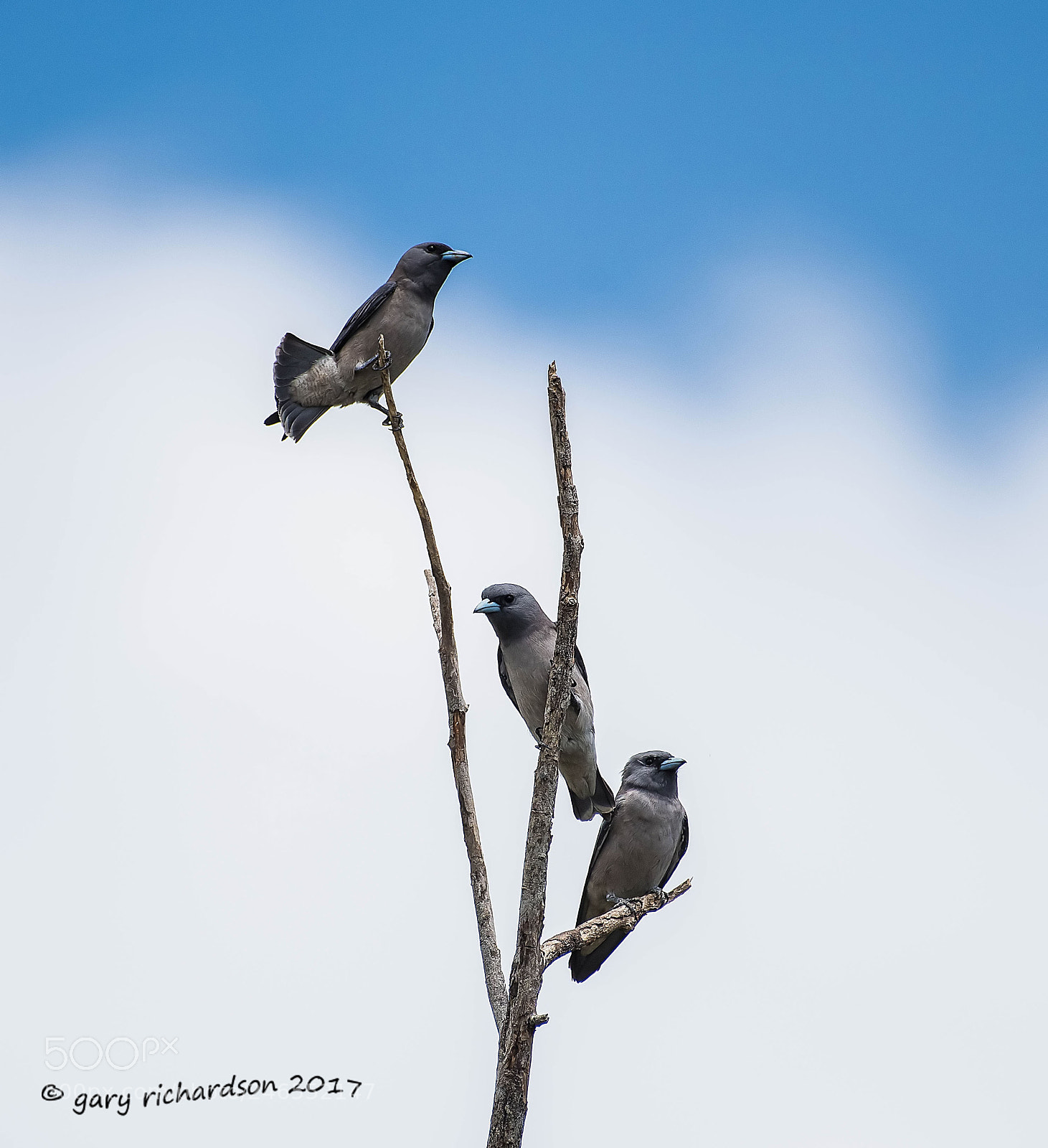 Nikon D810 sample photo. Ashy woodswallow sri lanka photography