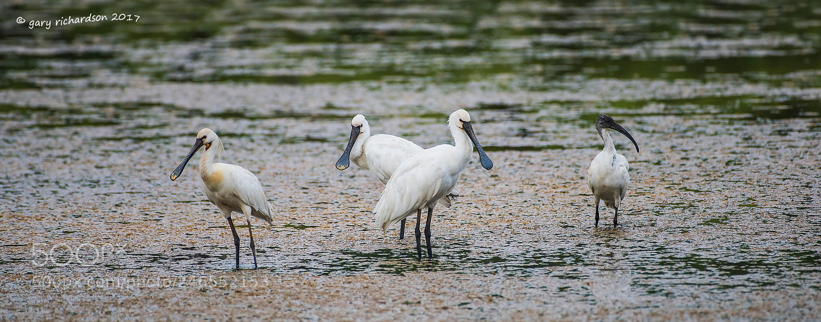 Nikon D810 sample photo. Eurasian spoonbill sri lanka () photography