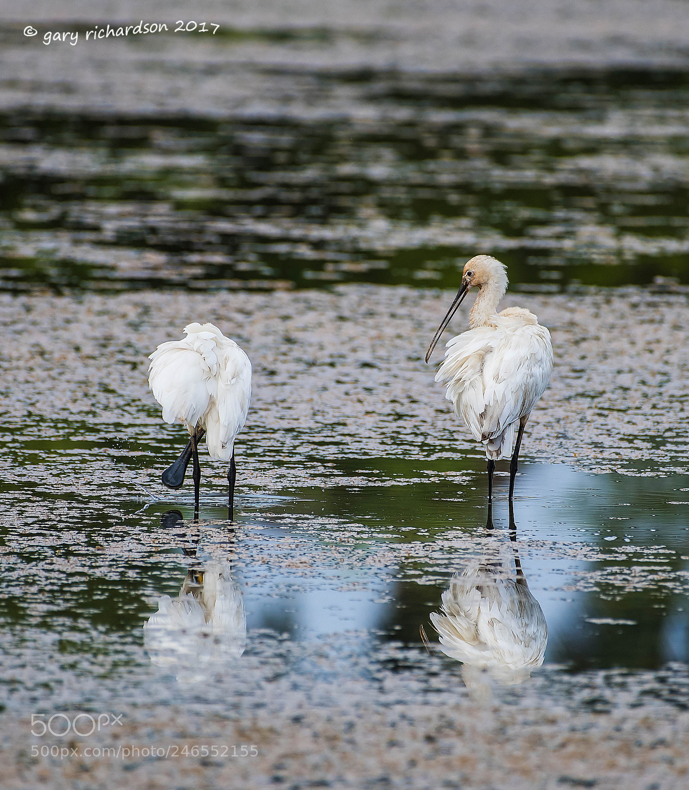 Nikon D810 sample photo. Eurasian spoonbill sri lanka () photography