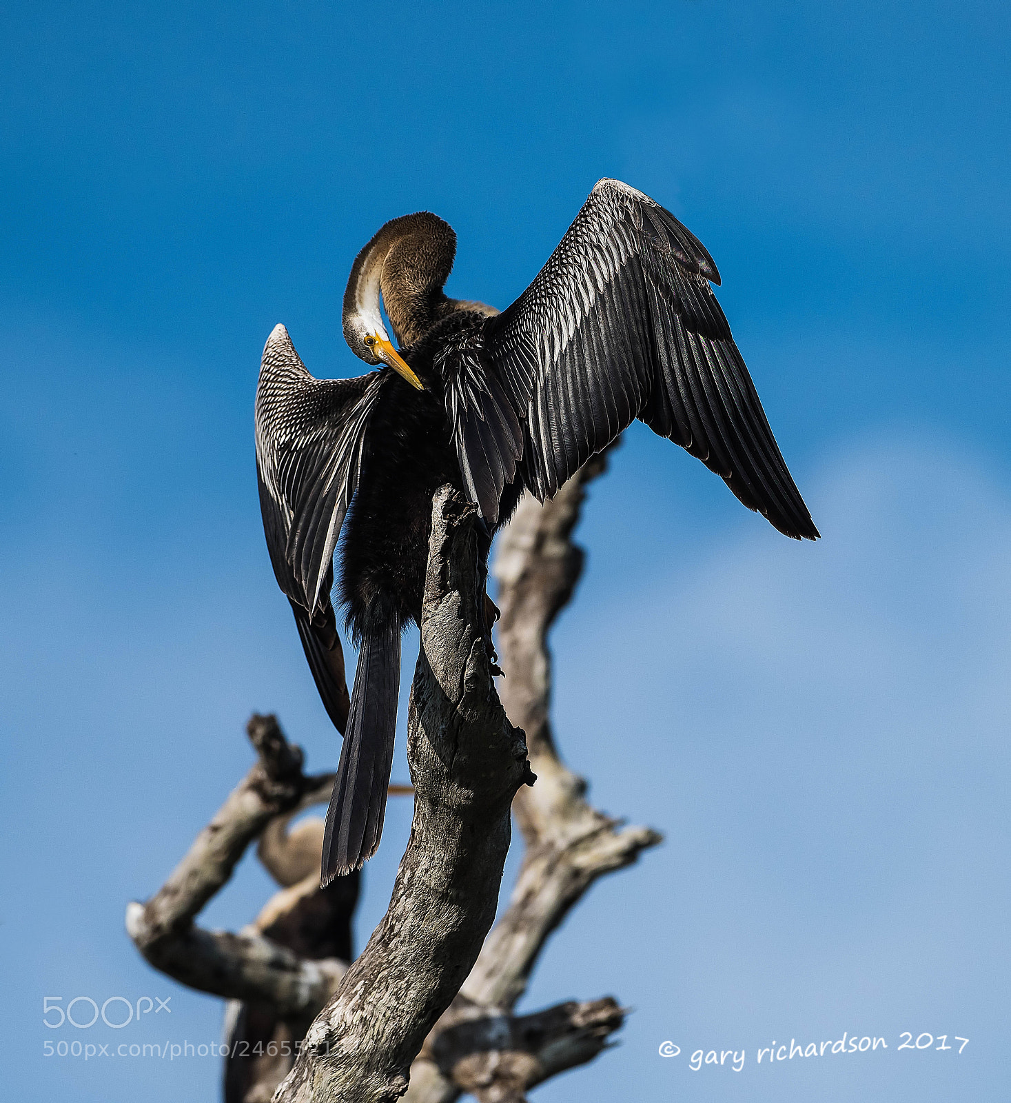 Nikon D810 sample photo. Indian darter sri lanka () photography