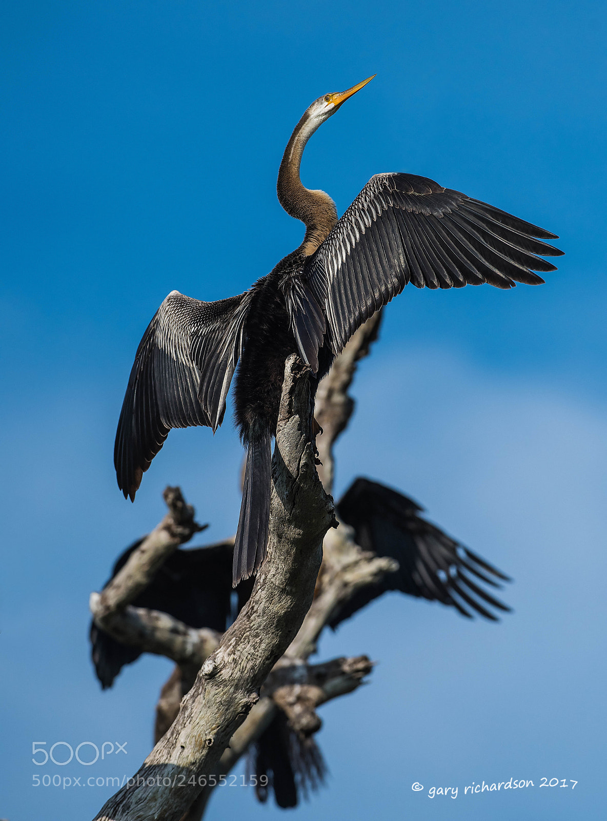 Nikon D810 sample photo. Indian darter sri lanka () photography