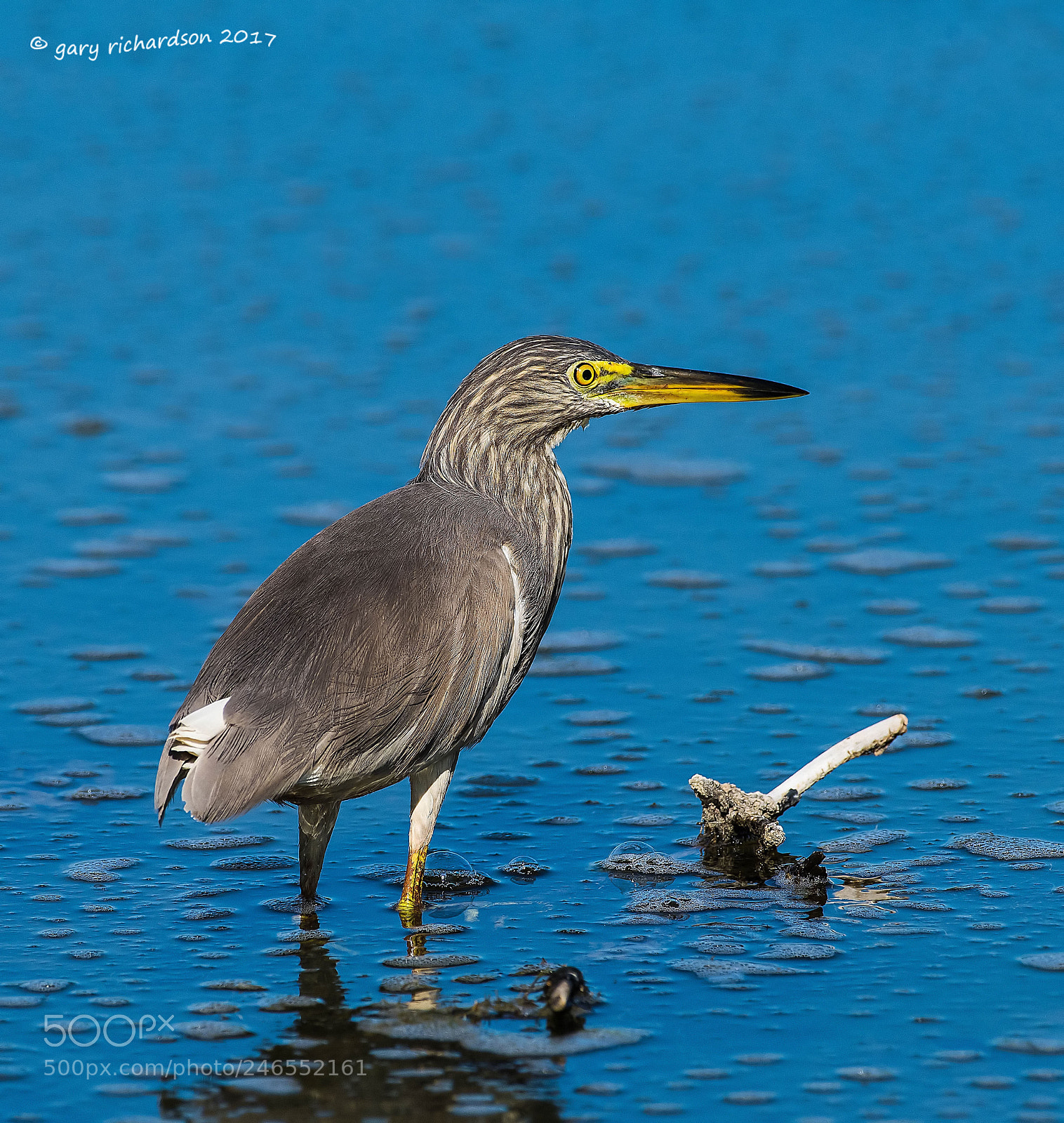 Nikon D810 sample photo. Indian pond heron sri photography