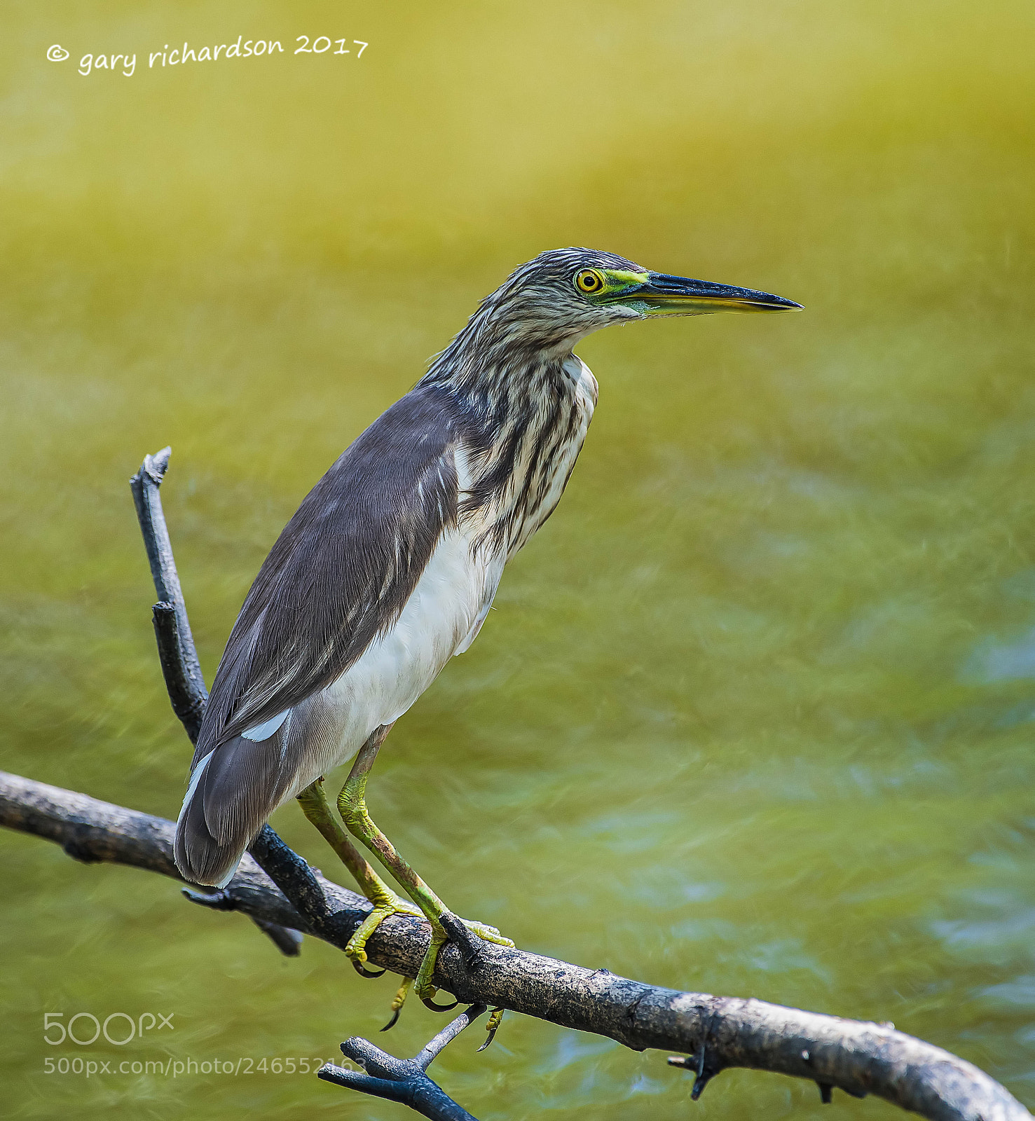 Nikon D810 sample photo. Indian pond heron sri photography