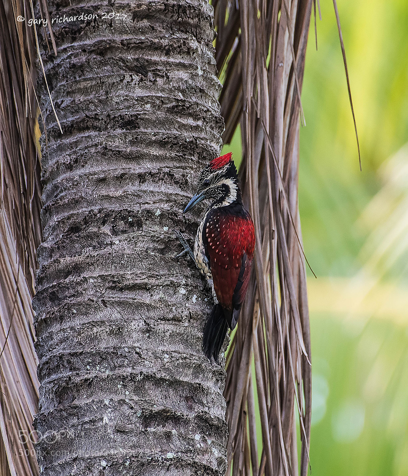 Nikon D810 sample photo. Lesser goldenback woodpecker sri photography