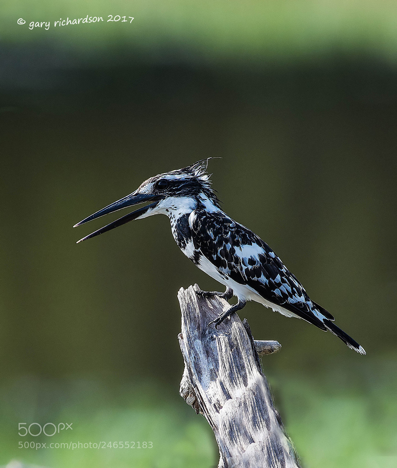 Nikon D810 sample photo. Pied kingfisher sri lanka photography