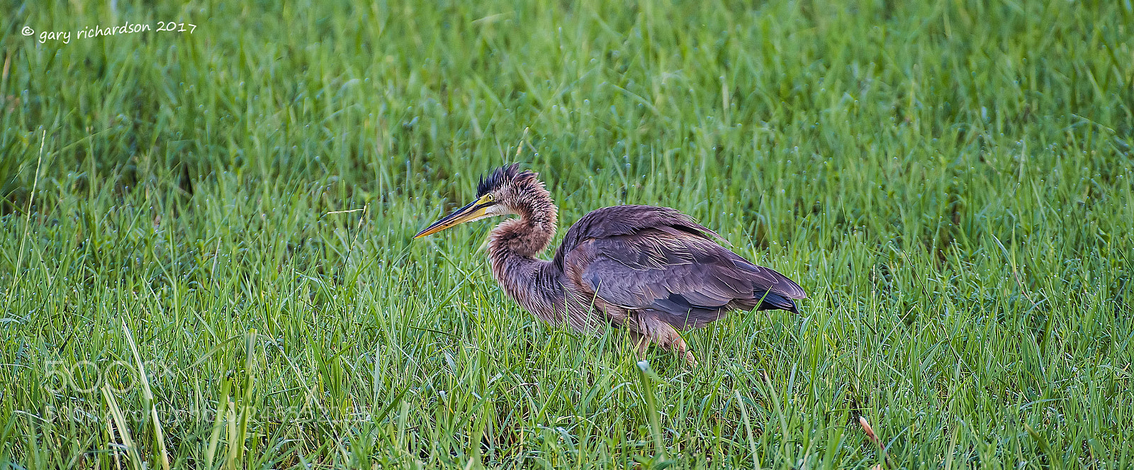 Nikon D810 sample photo. Purple heron sri lanka () photography