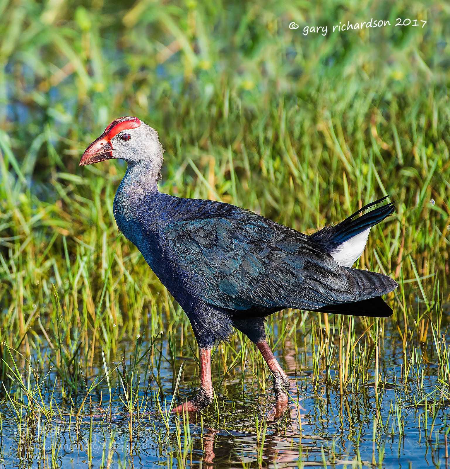 Nikon D810 sample photo. Purple swamphen sri lanka photography