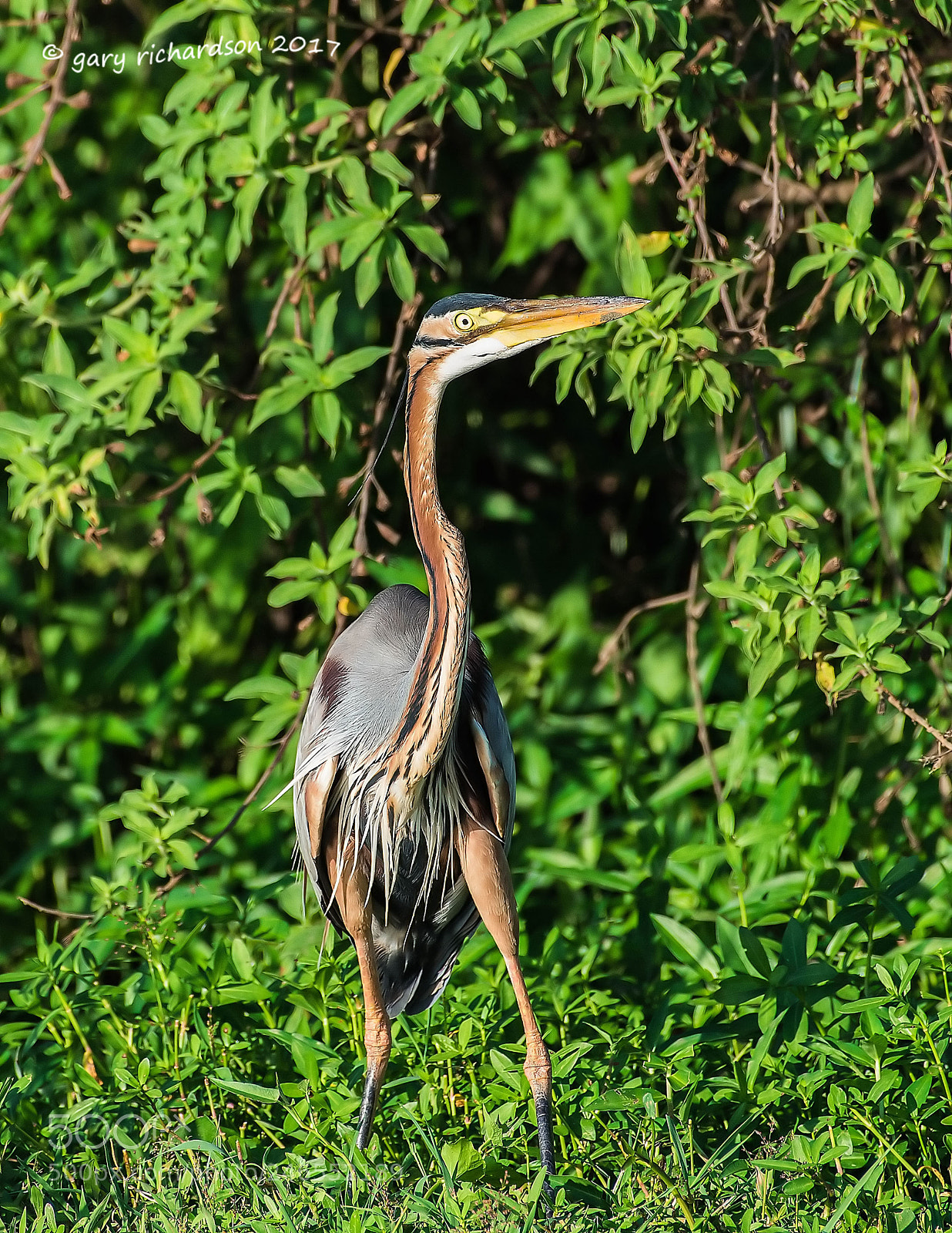 Nikon D810 sample photo. Purple heron sri lanka () photography
