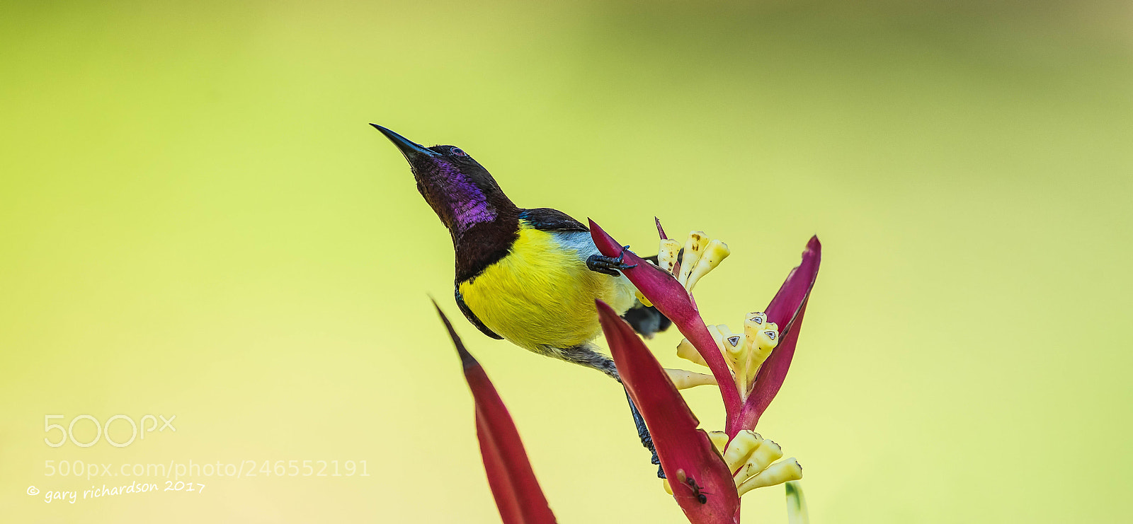 Nikon D810 sample photo. Purple rumped sunbird sri photography